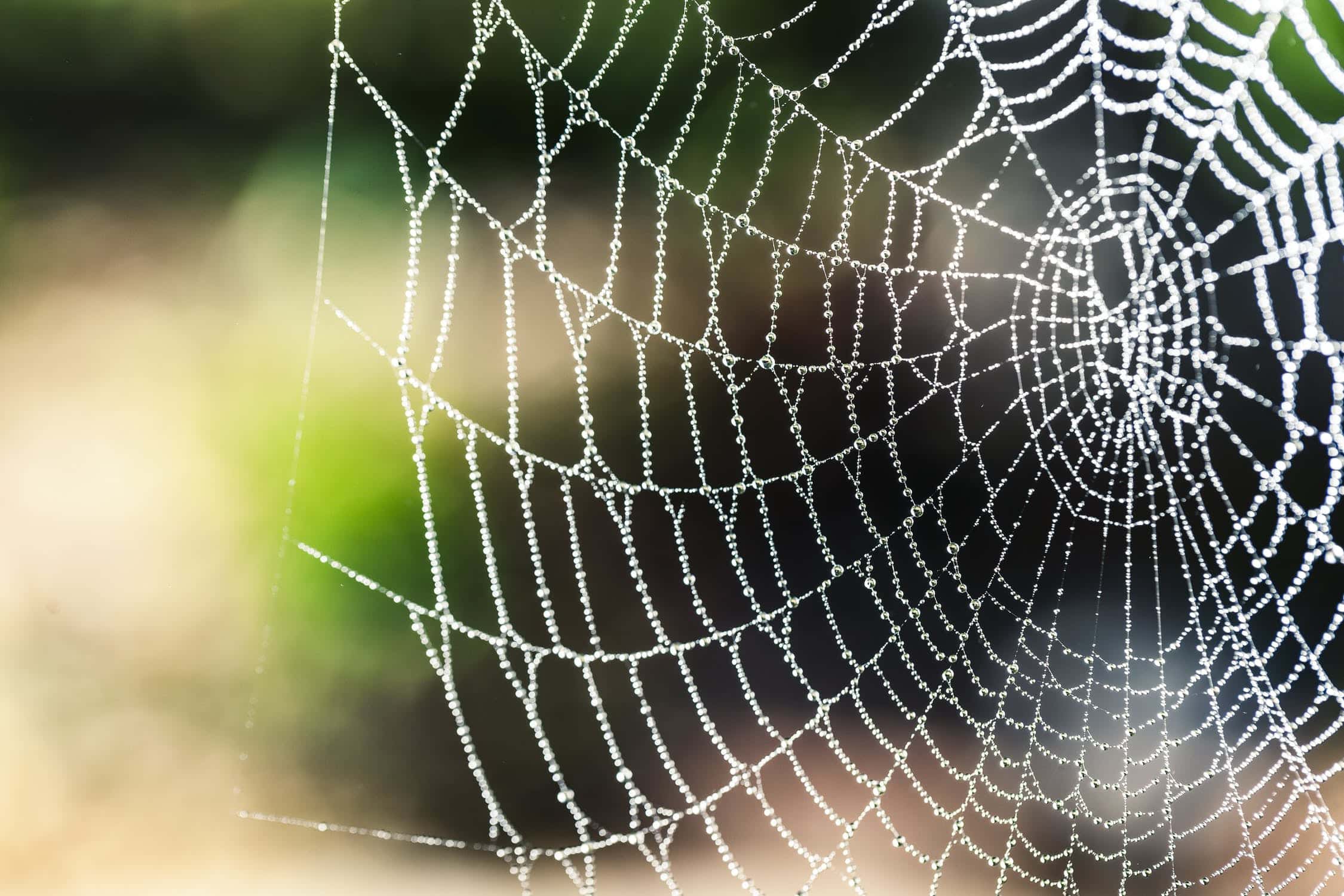 A Sticky Situation: How to Get Rid of Cobwebs - The Maids