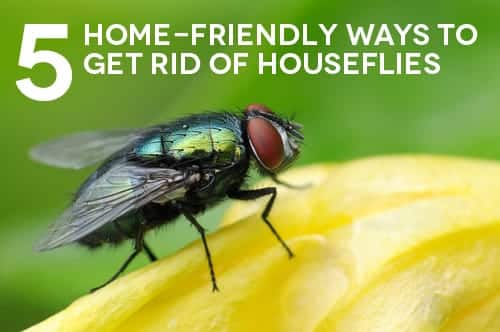 How to get rid of House Flies, Diptera infestation control, kill and solve  problem