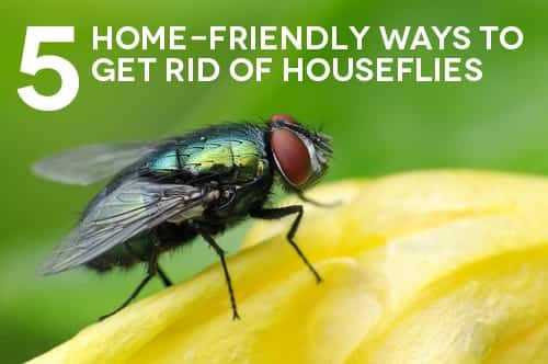 https://www.maids.com/wp-content/uploads/2022/12/Houseflies.jpg