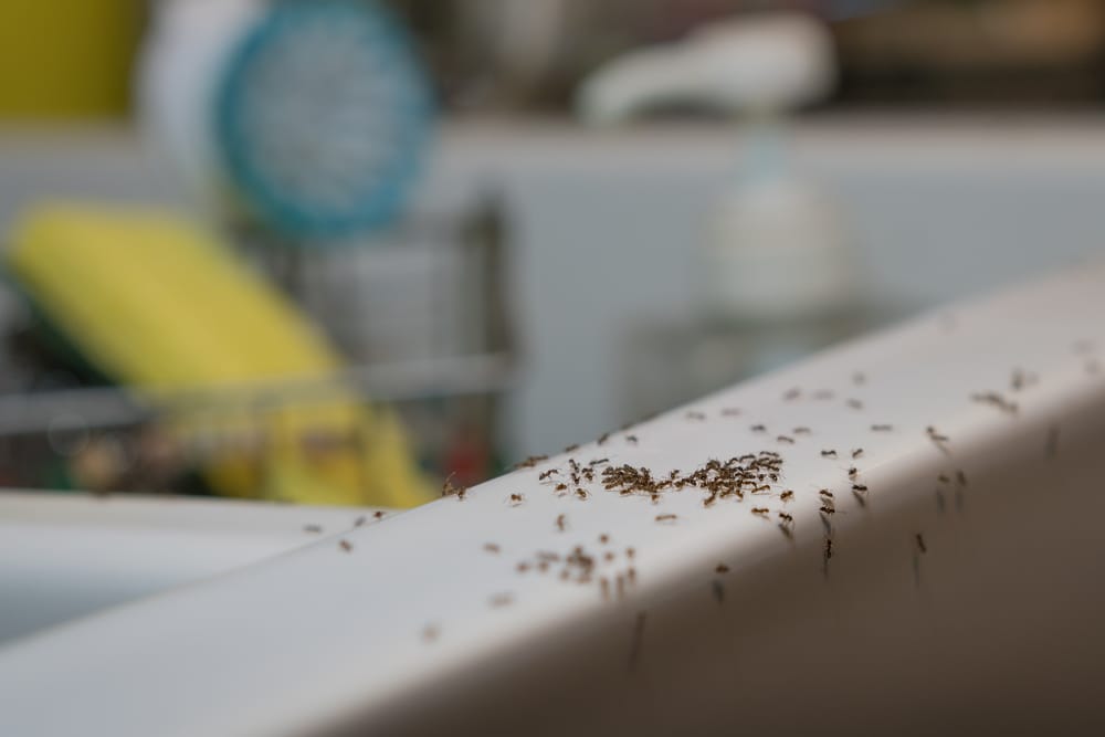 How to Get Rid of Ants