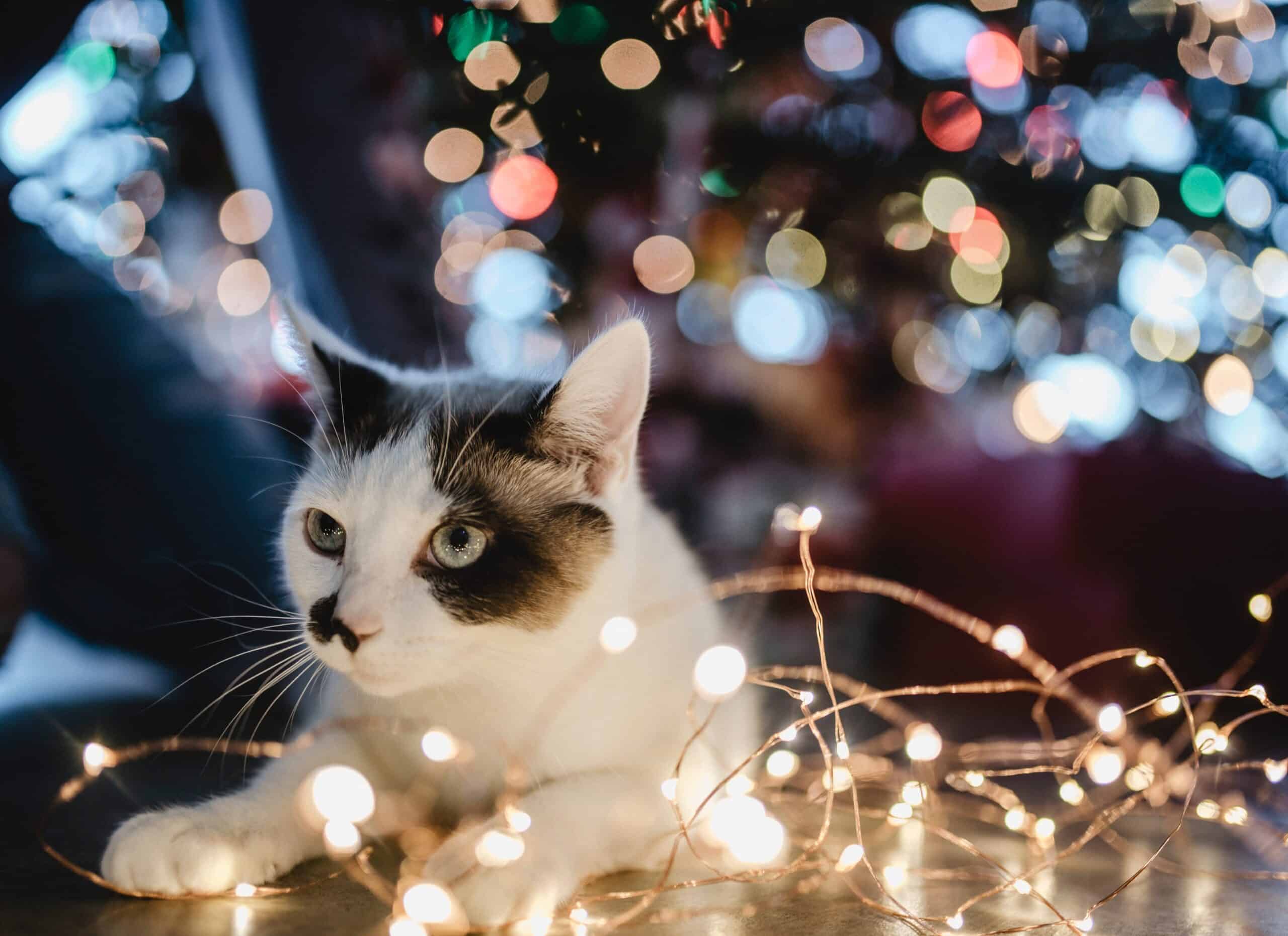 How to Keep Your Pet Safe During the Holidays