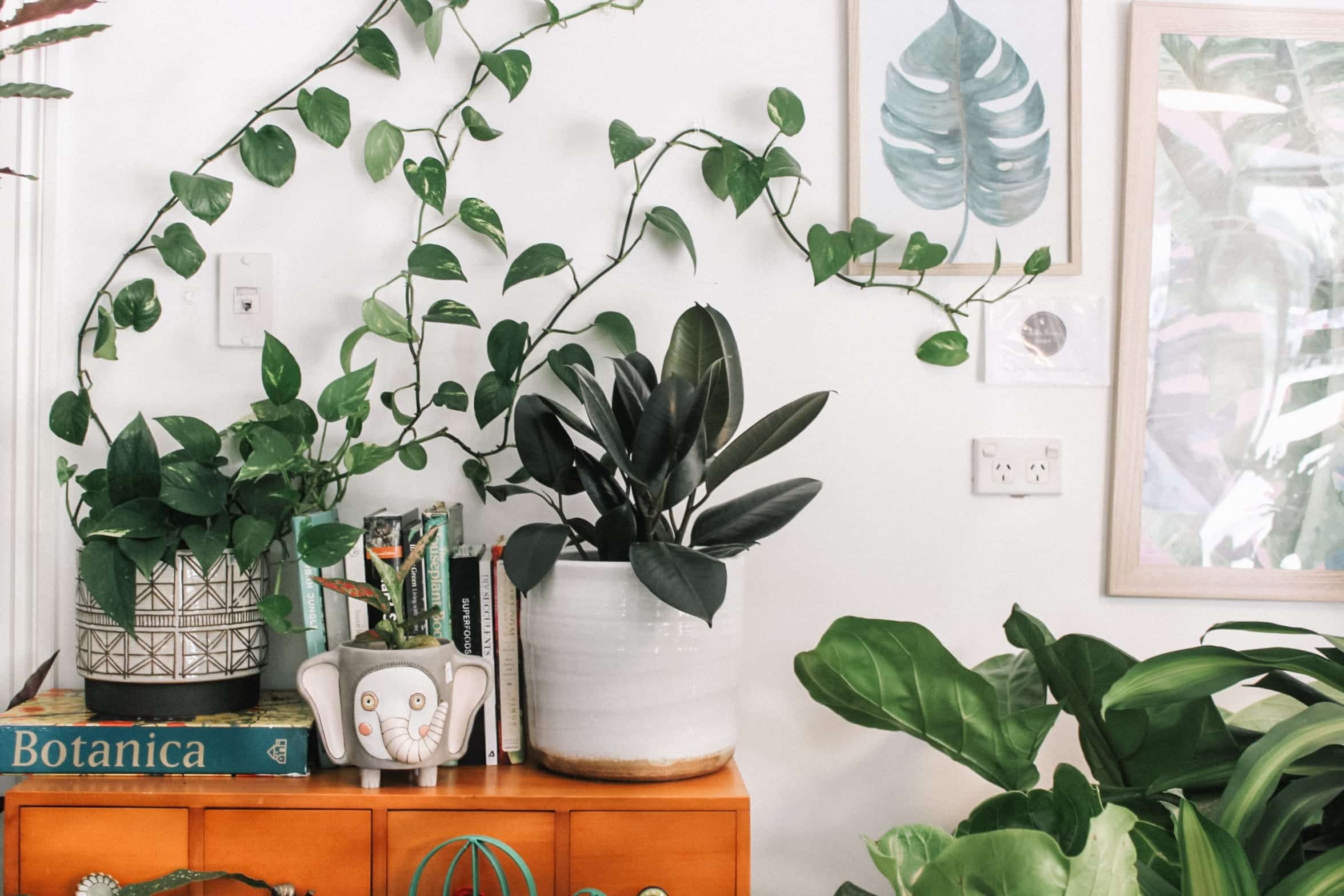 The Best Air-Purifying Indoor House Plants - The Maids