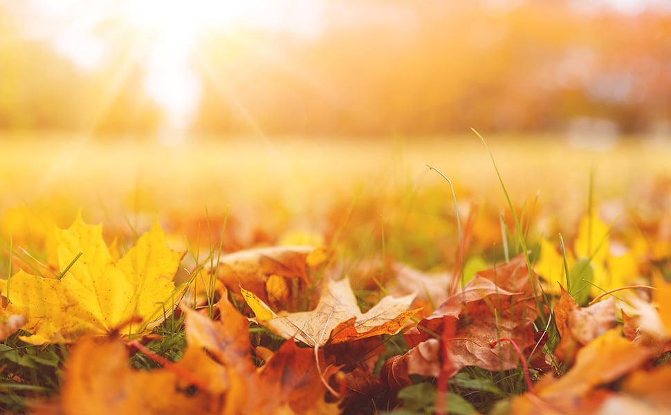 Fall leaves laying on the grass
